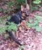 Hawking(Hawk) is from Thor and Heidi's 2nd litter.