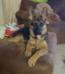 Harley is from Thor and Heidi's 2nd litter.