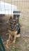 Angel is from Thor and Heidi's 1st litter.