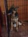 Shiloh is from Thor and Heidi's 1st litter.