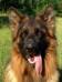Stoick 18 months