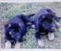 Cidney pups.. :-)