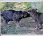 Cidney pups playing tug of war