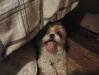 Rocky hiding under bed