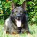 Ares Rebelling picture taken by South Florida Shepherds 