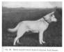 Picture from The German Shepherd Dog in Word &amp; Picture by v. Stephanitz , copyright in 1925, English Edition, page 127
