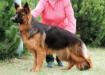 Margman Halexy (Cronos del Seprio x Margman Terracota s.15.06.15) 10 month