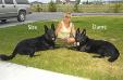 Pure European Line Breed Large Solid Black