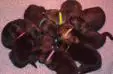 13 days old 9 pups in the litter