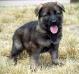 Sable Puppy from Lady von Alpenmac and V Tyson Eqidius born May 23, 2016