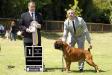 BEST IN SHOW DEL BOXER CLUB DE CHILE