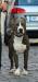 Succesfull temperament test and breeding licence!