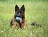 Just a nice picture of Lexy with blue ball.