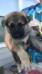 7wks old 