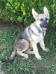 14wks old 