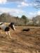 Echo racing a horse