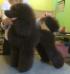 9 months old,grooming by N. Tikhonova