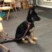 Maggie waiting her turn during basic obedience.  She passed her CGC test several weeks after this was take.  