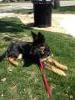 Maggie was socialized and obedience trained in public venues like this patio restaurant. 