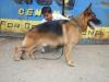 Quiro - Hot Dog in Hot Summer in Nagpur
