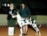 AKC Championship at just barely 1 year old with an Award of Merit at 9 months old