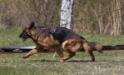 Specialized “Latvian German Shepherd Dog Club” exhibition 06.05.2017.Ulrich Hausmann, DE, SV