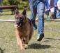 Specialized “Latvian German Shepherd Dog Club” exhibition 06.05.2017.Ulrich Hausmann, DE, SV