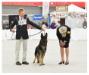 Thommy at the GSD Nationals winning Futurity Victor