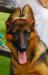 Nunoi&#x27;s Head Shot
