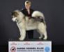 #1 Alaskan Malamute in Danish Kennel Club 2016