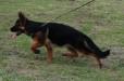 Ilko¿s movement