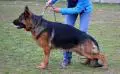 sascha