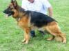 Wisco van Contra at 3yrs