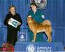 His first BIG win--Award of Merit at the AKC/Eukanuba Championships in Long Beach