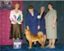 Winners Dog and 1st Award of Merit, AKC/Eukanuba Championships, 2009
