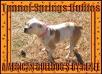 All Tunnel Springs Bullies puppies owned&#x2F;bred by Renee Hardee (Morrell)