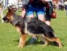 Rianne at Gsd League Open Show at 5mths old
