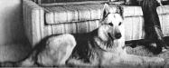 Rin Tin Tin II ear was damaged in filming. One way to identify him from IV (after injury of course). 