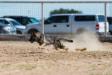 AKC Coursing Ability Test - 1st pass