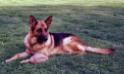 AXEL AS SENIOR DOG