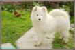 Axel Love Hearths Of White Siberian 1 year