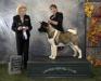 MBPIS MGP GR CH CAN Ruthdales First Klas - Grand Champion Title at United Kennel Club Montreal, Qc, Canada - 4 novembre 2017