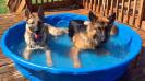 Pool time. Bailey is pictured on the left. 