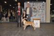 2017 Február Pannon Bull Type terrier show   Junior Klub Winner