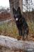 Quest enjoying a walk in the woods 