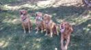 This is a picture from left to right of Mom, Me, brother Dozier, and Dad. I am 5 months old.