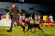 24/07 25/07 26/07 27/07/2014  SUMMER DOG SHOWS SPLIT, CROATIA, Best Of Breed (Judge: Zlatko Kraljić, CRO) and she won Reserv