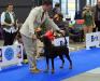 23/10/ 2014 NATIONAL DOG SHOW, BRNO, CZECH REPUBLIC: Judge Rafael Malo Alcrudo (ESP): CAC, Národní vítěz, BOB