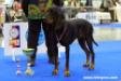 23/10/ 2014 NATIONAL DOG SHOW, BRNO, CZECH REPUBLIC: Judge Rafael Malo Alcrudo (ESP): CAC, Národní vítěz, BOB