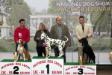 05/04/2014 NATIONAL DOG SHOW CAC BJELOVAR, CROATIA: Judge: Mr. Nenad Jagodić (CRO) Exc1, Junior BOB, BOB, 3rd BOG
